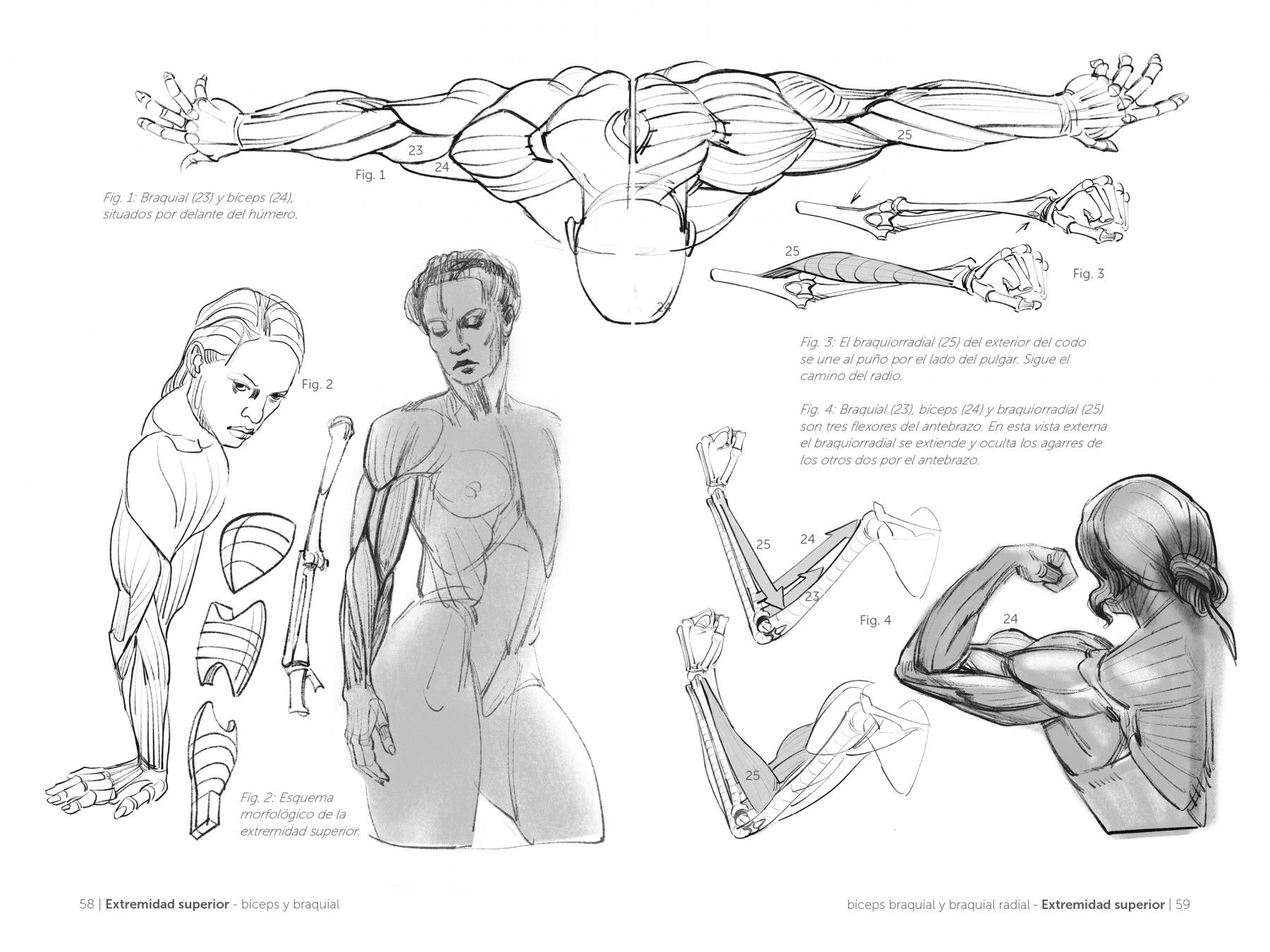 Anatomía artística (SIN COLECCION) : Lauricella, Michel, Martín